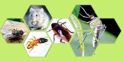 飯?zhí)脺缡?、滅蟑、滅蠅制度及操作?guī)范